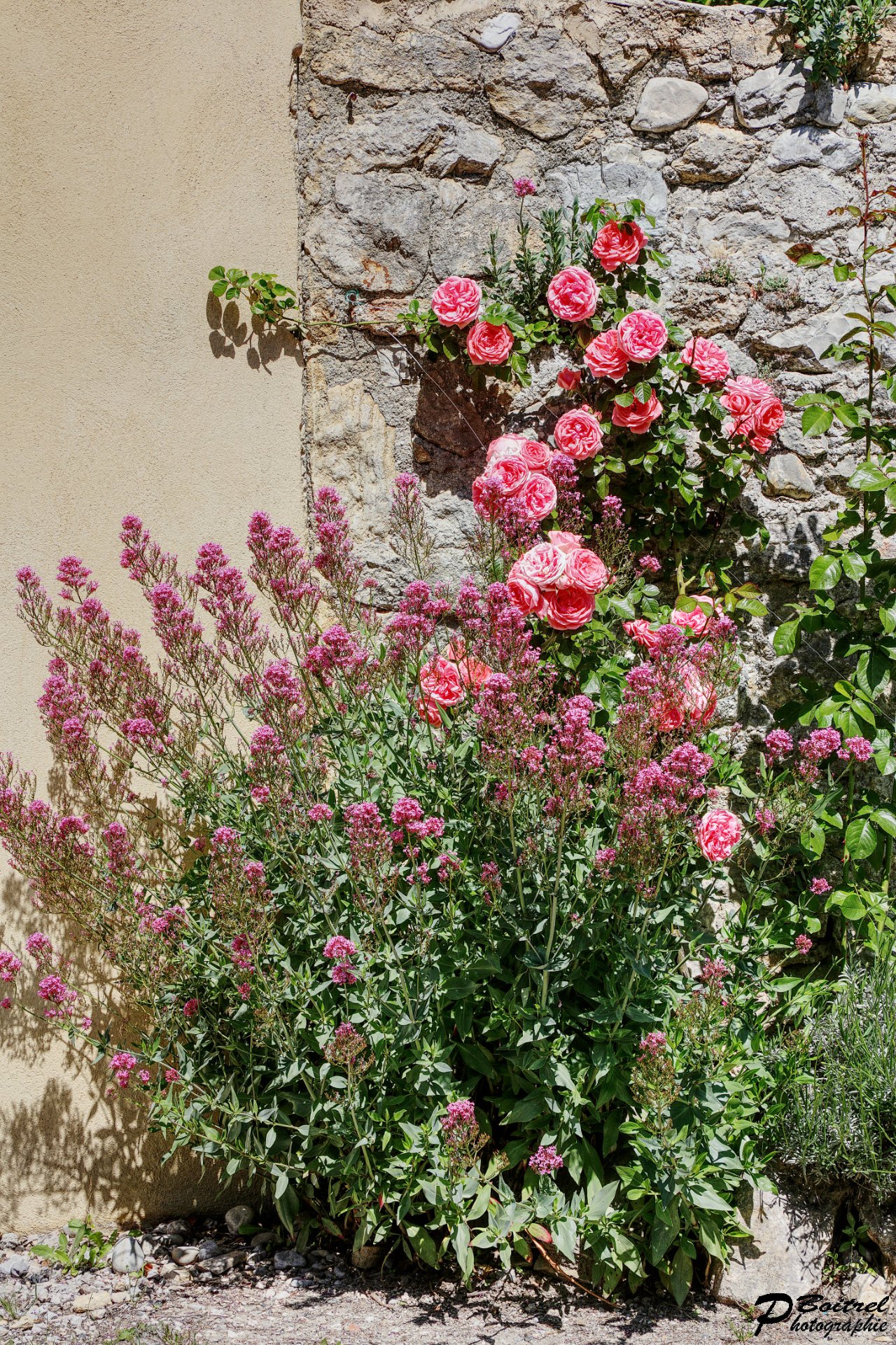 Roses à Mollans-sur-Ouvèze  ( 26 )